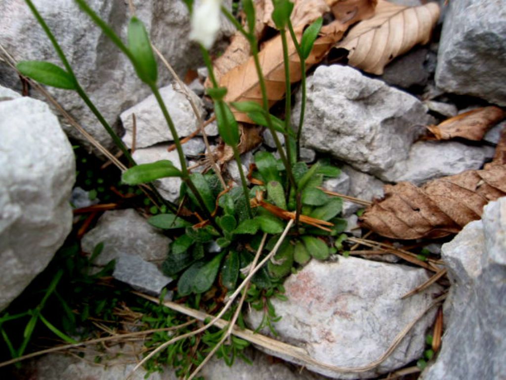 Arabis bellidifolia  / Arabetta minore